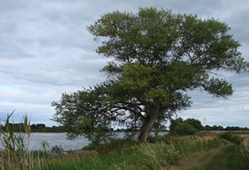 Elbe