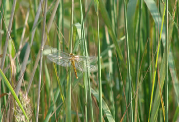 Libelle