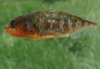 Stichling